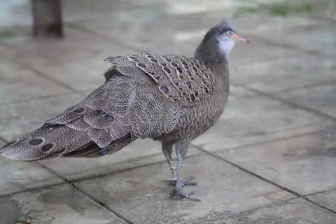 Malayan peacock pheasant focus on tail. blur photo Stock-Fotos