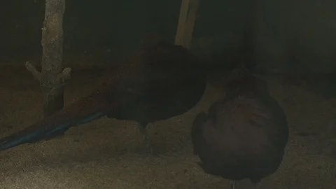 Malayan Peacock - Pheasant Vídeos de archivo 119134568