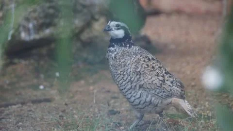 The Malayan Peacock - Pheasant Stock Photos