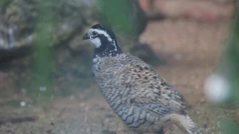 The Malayan Peacock - Pheasant Stock Photos