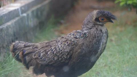 The Malayan Peacock - Pheasant Stock Photos