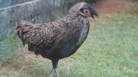 The Malayan Peacock - Pheasant Stock Photos