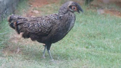 The Malayan Peacock - Pheasant Stock Photos
