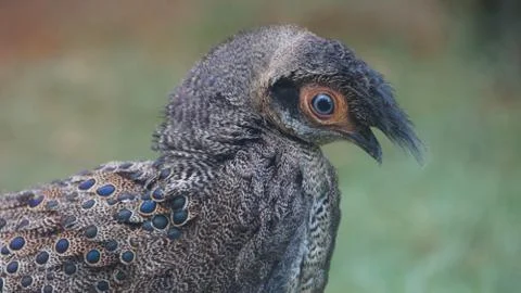 The Malayan Peacock - Pheasant Stock Photos