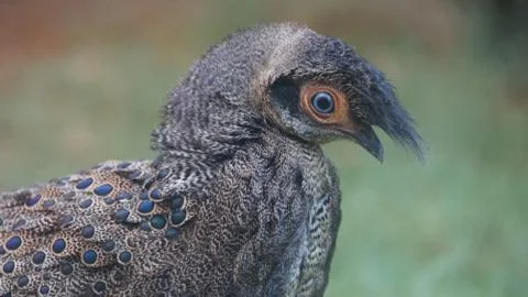 The Malayan Peacock - Pheasant Stock Photos