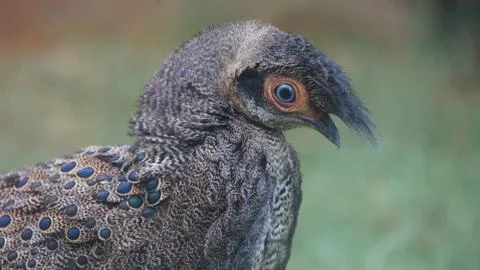 The Malayan Peacock - Pheasant Stock Photos