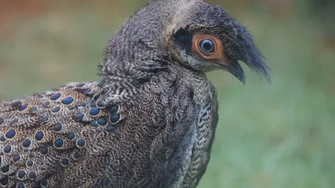 The Malayan Peacock - Pheasant Stock Photos