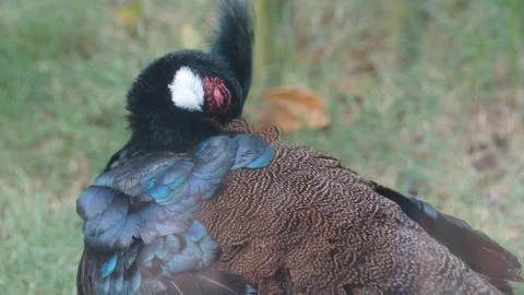 The Malayan Peacock - Pheasant Stock Photos