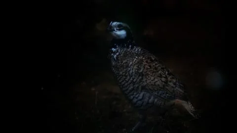 The Malayan Peacock - Pheasant Stock Photos