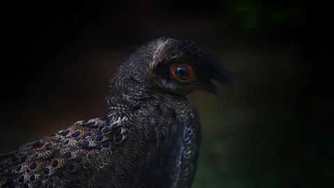 The Malayan Peacock - Pheasant Stock Photos