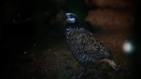 The Malayan Peacock - Pheasant Stock Photos