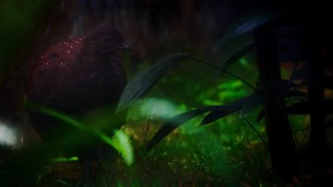 The Malayan Peacock - Pheasant Stock Photos
