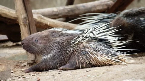 Malayan porcupine Stock Footage 144000215