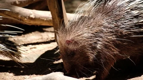 Malayan porcupine Stock Footage 144000241