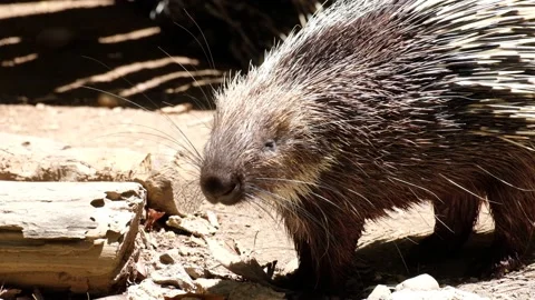 Malayan porcupine Stock Footage 144000246