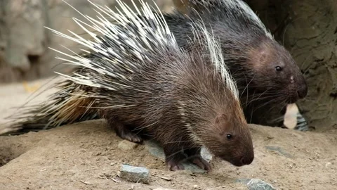Malayan porcupine Stock Footage 144000317