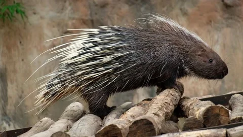 Malayan porcupine Stock Footage 144000326