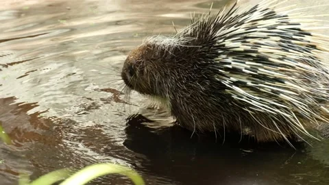 Malayan porcupine Stock Footage 144000390