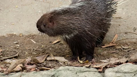 Malayan porcupine Stock Footage 144000421