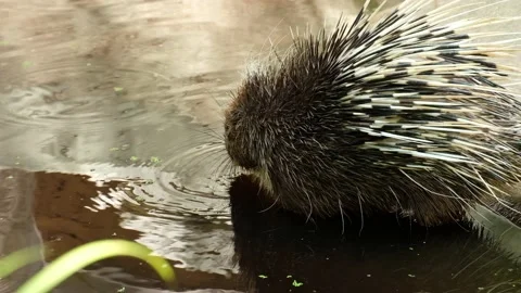 Malayan porcupine Stock Footage 144000449