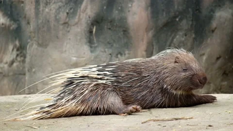 Malayan porcupine Stock Footage 144000494