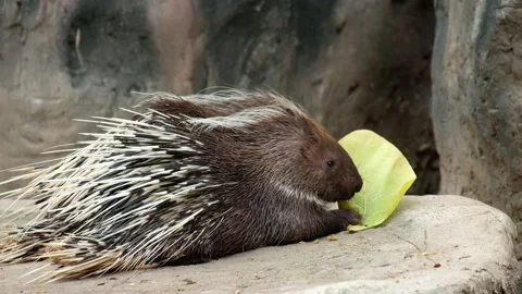 Malayan porcupine Stock Footage 144000950