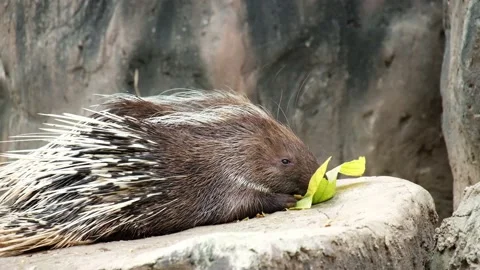 Malayan porcupine Stock Footage 144000959