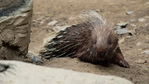 Malayan porcupine Stock Footage 144000982