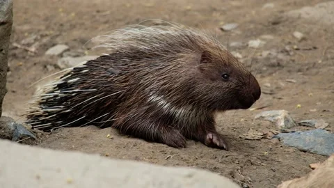 Malayan porcupine Stock Footage 144001023