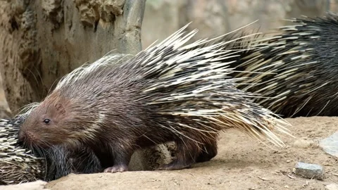 Malayan porcupine Stock Footage 144001027