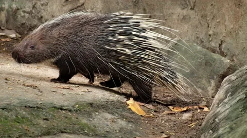 Malayan porcupine Stock Footage 144001062
