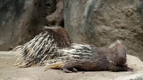 Malayan porcupine Stock Footage 144001085