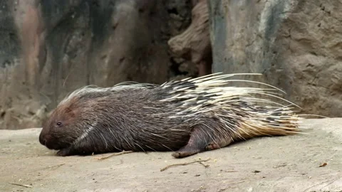 Malayan porcupine Stock Footage 144001157