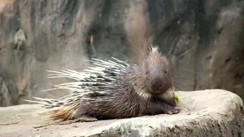 Malayan porcupine Stock Footage 144001197