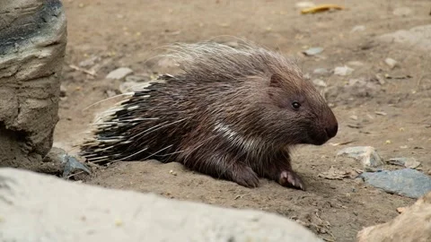 Malayan porcupine Stock Footage 144001230