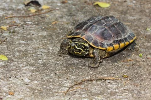 Malayan snail-eating turtle Stock Photos
