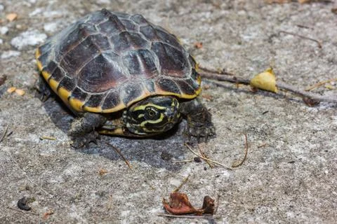 Malayan snail-eating turtle Stock Photos