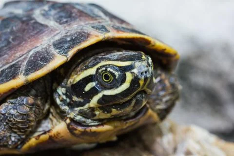 Malayan snail-eating turtle Stock Photos