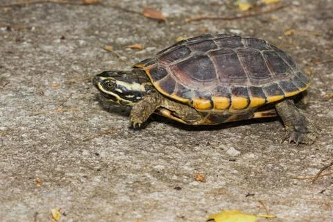 Malayan snail-eating turtle Stock Photos