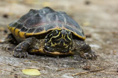Malayan snail-eating turtle Stock Photos