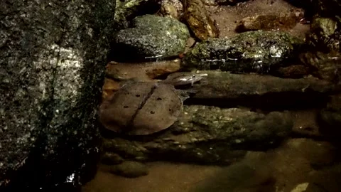 Malayan Softshell turtle, Malaysia Stock Footage 165194603