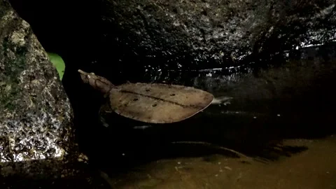 Malayan Softshell turtle, Malaysia Stock Footage 165194676