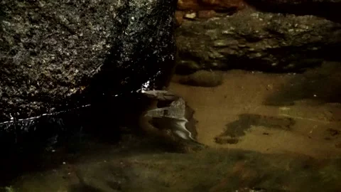 Malayan Softshell turtle, Malaysia Stock Footage 165194814