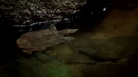 Malayan Softshell turtle, Malaysia Stock Footage 165194870