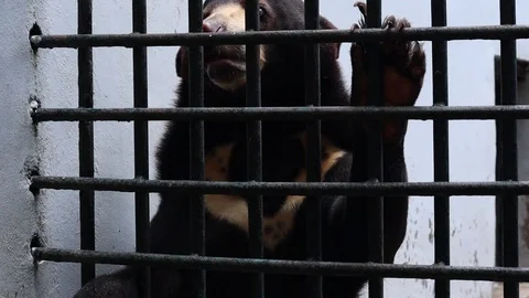 Malayan Sun Bear (Beruang Madu) in a cage Stock Footage