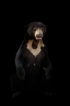 Malayan sun bear  in dark background Foto stock