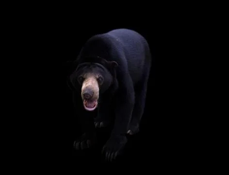 Malayan sun bear  in dark background Foto stock