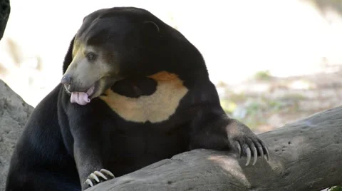 Malayan sun bear 스톡 동영상 44407644
