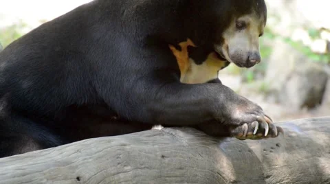 Malayan sun bear 스톡 동영상 44458341