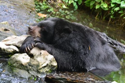 Malayan Sun Bear (Helarctos malayanus) in nature Stock Photos